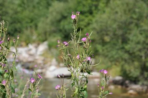 Flowered thistle Stock Photos