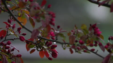 Flowered tree branches blowing in wind as it rains Stock Footage 62845876