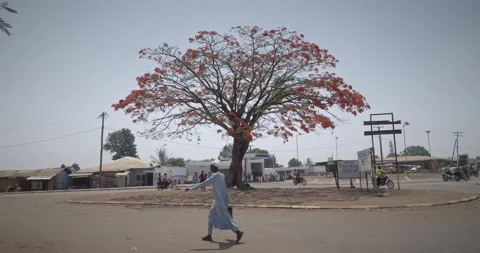 Flowered tree in the middle of a village. Vidéo 262327591