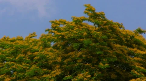 Flowered Tree Top Stock Footage 7747608