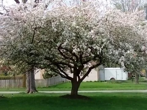 Flowered trees Stock Photos