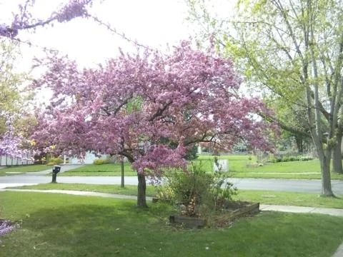 Flowered trees Stock Photos