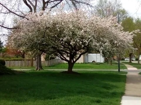 Flowered trees Stock Photos