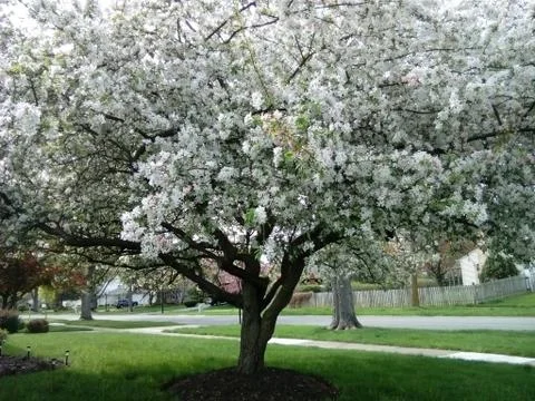 Flowered trees Stock Photos