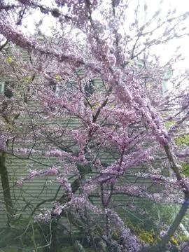 Flowered trees Stock Photos