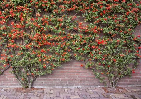 Flowered vine on brick wall Foto stock