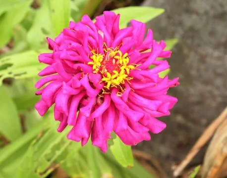 Flowered zinnia Stock Photos