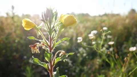 FlowerEveningPrimrose Stock Footage 139400544