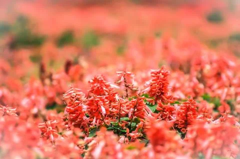Flowerfield 스톡 사진