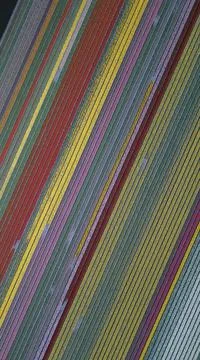 Flowerfield Stock Photos