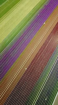 Flowerfield Stock Photos