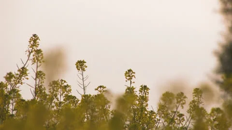Flowerfield at sunset Stock Footage 25670689