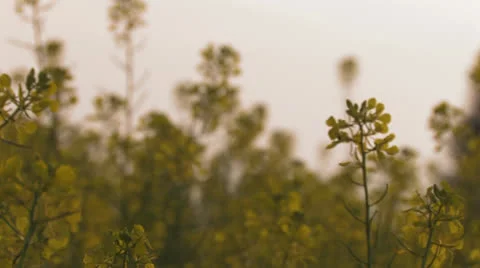 Flowerfield at sunset Stock Footage 25670792