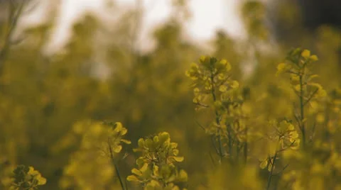 Flowerfield at sunset Stock Footage 25671149