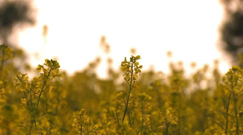 Flowerfield at sunset Stock Footage 25671344