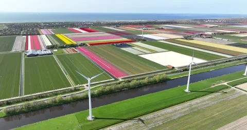 Flowerfields of Holland in spring. Stock Footage 242529623