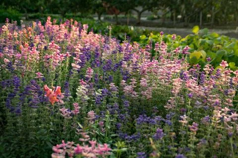 Flowergarden Foto stock