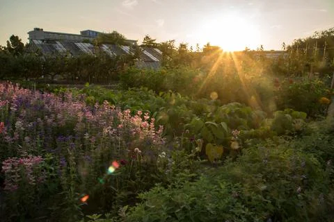 Flowergarden Foto stock
