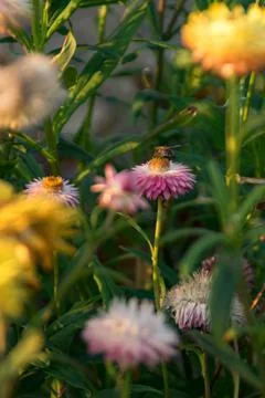 Flowergarden Stock Photos