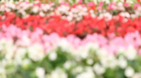 Flowergardenfocusing HD Stock Footage 34975059