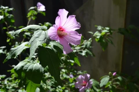 Flowerhead of Hibiscus tree in back light in summer garden. Stock Photos
