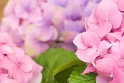 Flowerheads Stock Photos