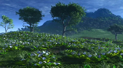 FlowerHill HD 12 2997 Stock Footage 108573