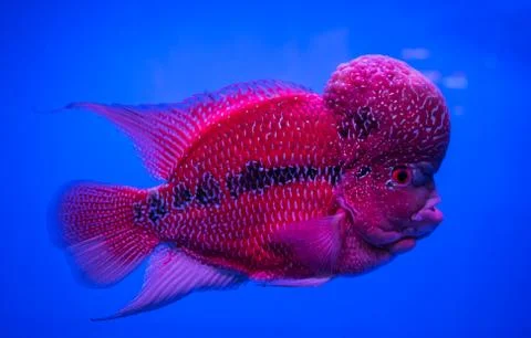 Flowerhorn cichlid fish. Stock Photos