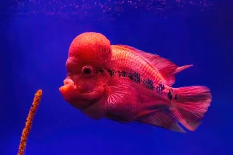 Flowerhorn cichlid or luohan fish in the aquarium pool. Stock Photos