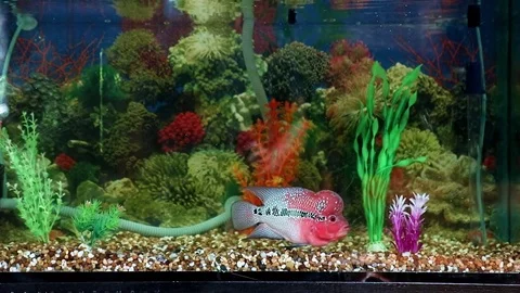 Flowerhorn aquarium sale