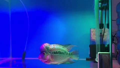 Flowerhorn Fish Stock Footage 220538836