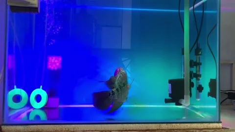 Flowerhorn Fish Stock Footage 220646361