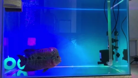 Flowerhorn Fish Stock Footage 220646702