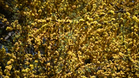 A flowering acacia Stock Footage 326363387