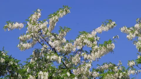 Flowering acacia trees Stock Footage 147382161