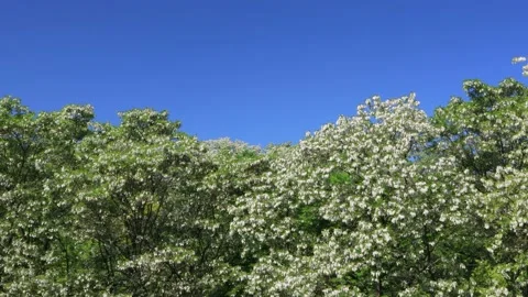 Flowering acacia trees Stock Footage 147382395