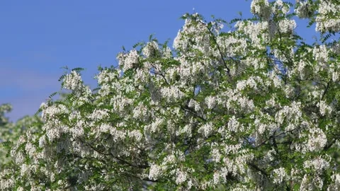 Flowering acacia trees Stock Footage 147385111
