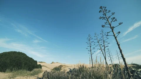 Flowering agave in the dunes 動画素材 116182534