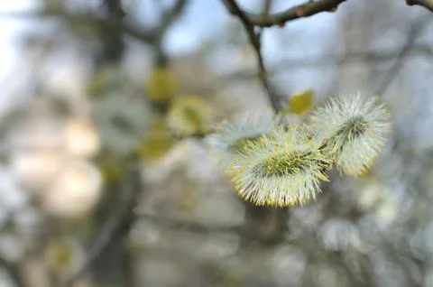 Flowering alder tree Stock Photos