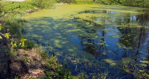 Flowering algae pond in the spring Stock Photos