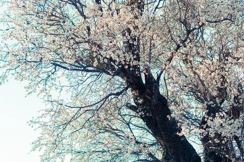 Flowering almond Stock Photos