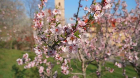 Flowering almond in Prague Video stock 106979227