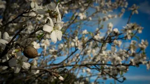 Flowering almond tree and blue sky Stock Photos