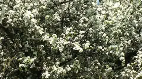 Flowering almond tree Stockbeeldmateriaal 8856860