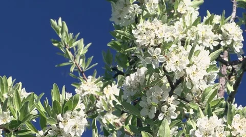 Flowering almond tree Stock Footage 52077418