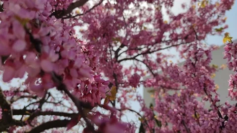 Flowering almond tree Stock Footage 152153812