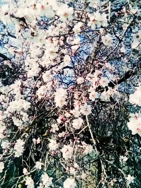 Flowering almond tree Stock Footage 160198418