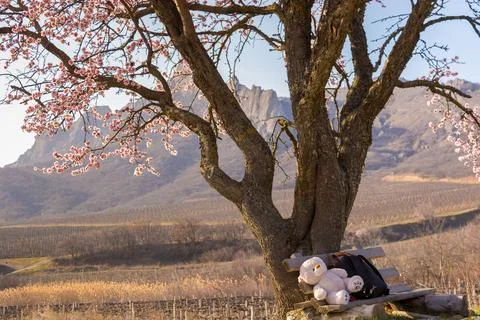 Flowering almond tree Stock Photos