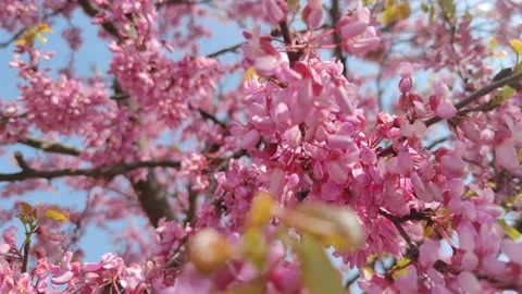 Flowering almond trees Video stock 152153840