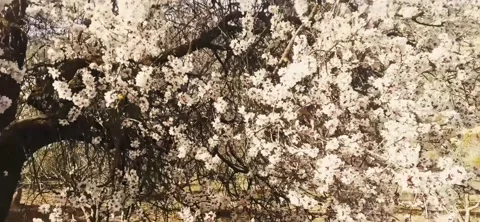 Flowering Almond Trees Stock Footage 169796980